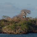 Adansonia digitata (Baobab, Abebrødtræ)
