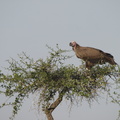Aegypius tracheliotus (Lappet-faced Vulture, Øregrib)
