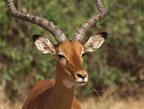 Aepyceros melampus (Impala)