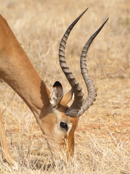 Aepyceros_melampus_Impala_01232011_Samburu_nationalpark_Kenya_014.JPG