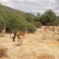 Aepyceros_melampus_Impala_01232011_Samburu_nationalpark_Kenya_015.JPG