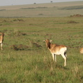 Alcelaphus buselaphus (Kongoni, Hartebeest, Ko-antilope)