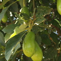 Avocado_Persea_americana_21012011_Nairobi_Kenya_0002.JPG