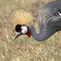 Balearica_regulorum_Grey_Crowned_Crane__Graa_Krontrane_29012011_Masai_Mara_Nationalpark_Kenya_619.JPG