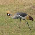 Balearica_regulorum_Grey_Crowned_Crane__Graa_Krontrane_29012011_Masai_Mara_Nationalpark_Kenya_623.JPG