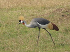 Balearica regulorum (Grey Crowned Crane, Grå Krontrane)