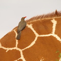 Buphagus_erythrorhynchus_Red-billed_Oxpecker__Roednaebbet_Oksehakker_01232011_Samburu_nationalpark_Kenya_003.JPG