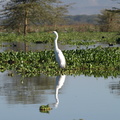 Casmerodius albus (Great Egret, Stor Hvid Hejre)