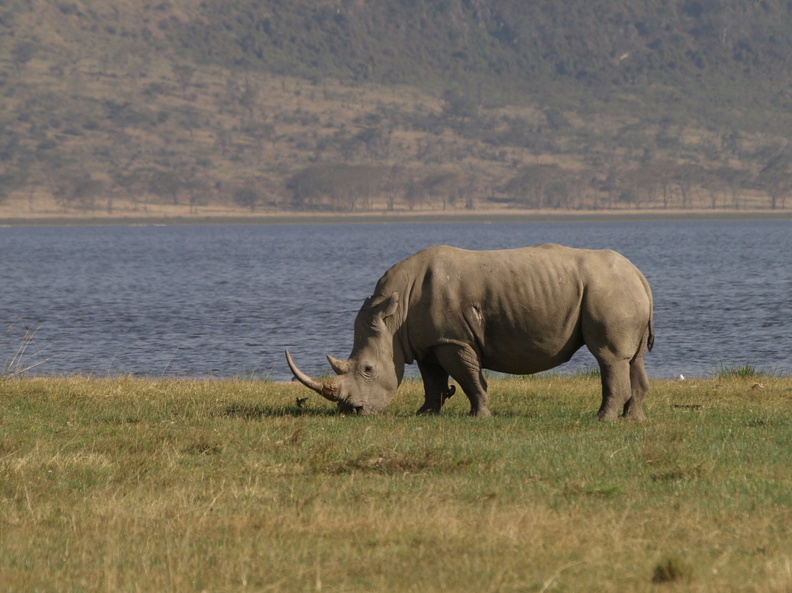 Ceratotherium_simum_White_Rhinoceros__Hvidt__Bredsnudet_Naesehorn_26012011_Lake_Nakuru_Nationalpark_Kenya_008.JPG