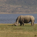 Ceratotherium simum (White Rhinoceros, Hvidt/Bredsnudet Næsehorn)
