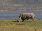 Ceratotherium simum (White Rhinoceros, Hvidt/Bredsnudet Næsehorn)