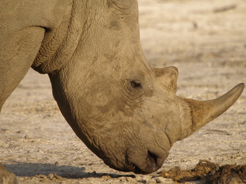 Ceratotherium_simum_White_Rhinoceros__Hvidt__Bredsnudet_Naesehorn_26012011_Lake_Nakuru_Nationalpark_Kenya_016.JPG