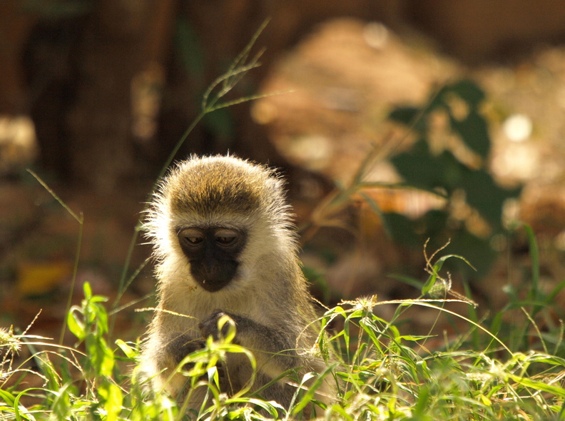 Cercopithecus_pygerythrus_Vervet_Monkey__Groen_Marakat_01232011_Samburu_nationalpark_Kenya_004.JPG