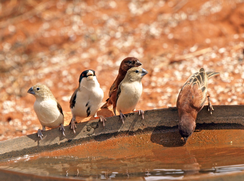 Chestnut_Sparrow__African_Silverbill__Black-capped_Social_Weaver_20110124_Samburu_Nationalpark_Kenya_002.JPG