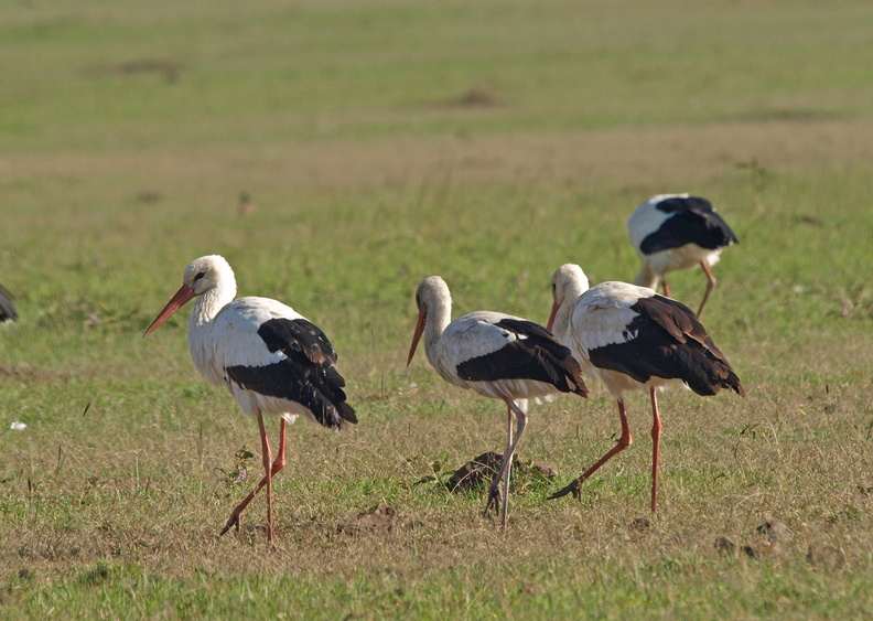 Ciconia_ciconia_White_Stork__Hvid_Stork_30012011_Masai_Mara_Nationalpark_Kenya_118.JPG