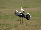 Ciconia ciconia (White Stork, Hvid Stork)