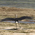 Ciconia episcopus (Woolly-necked Stork, Uldhals-stork)