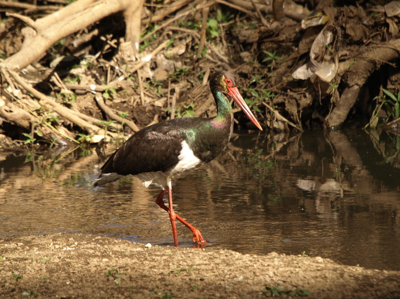Ciconia_nigra_Black_Stork__Sort_Stork_26012011_Lake_Nakuru_Nationalpark_Kenya_006.JPG
