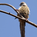 Colius_striatus_Speckled_Mousebird__Brun_Musefugl_26012011_Lake_Nakuru_Kenya_006.JPG