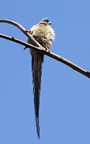 Colius striatus (Speckled Mousebird, Brun Musefugl)