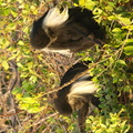 Colobus angolensis (Angola Pied Colobus)