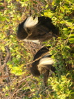 Colobus angolensis (Angola Pied Colobus)