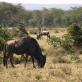 Connochaetes_taurinus_Brindled_Gnu__Gnu_27012011_Lake_Naivasha_Kenya_099.JPG