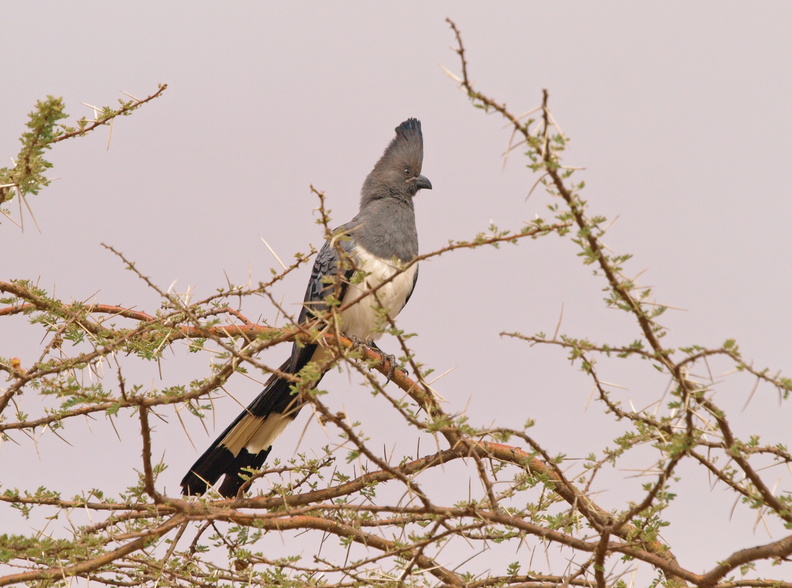 Corythaixoides_leucogaster_White-bellied_Go-away-bird__Hvidbuget_Larmfugl_01242011_Samburu_nationalpark_Kenya_003.JPG