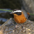 Cossypha heuglini (White-browed Robin-Chat, Drosselsanger)