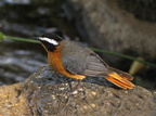 Cossypha heuglini (White-browed Robin-Chat, Drosselsanger)