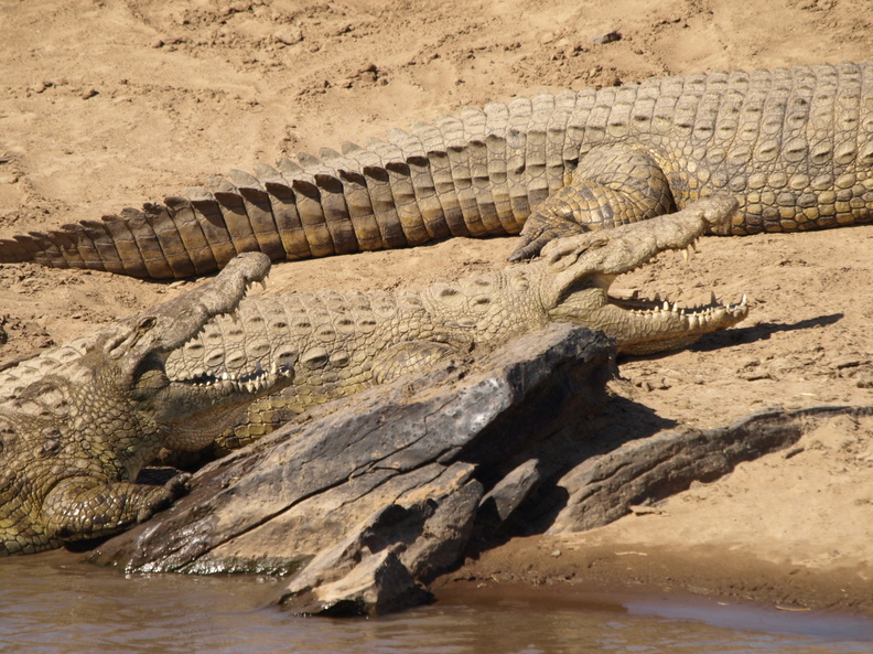Crocodylus_niloticus_Nilkrokodille_28012011_Masai_Mara_Nationalpark_Kenya_104.JPG