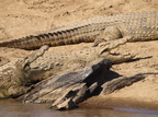Crocodylus niloticus (Nilkrokodille)