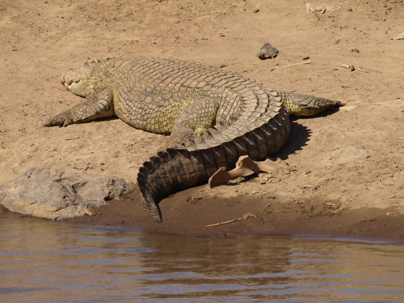 Crocodylus_niloticus_Nilkrokodille_28012011_Masai_Mara_Nationalpark_Kenya_107.JPG