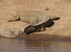Crocodylus niloticus (Nilkrokodille)