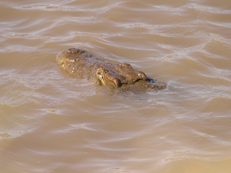 Crocodylus_niloticus_Nilkrokodille_28012011_Masai_Mara_Nationalpark_Kenya_111.JPG