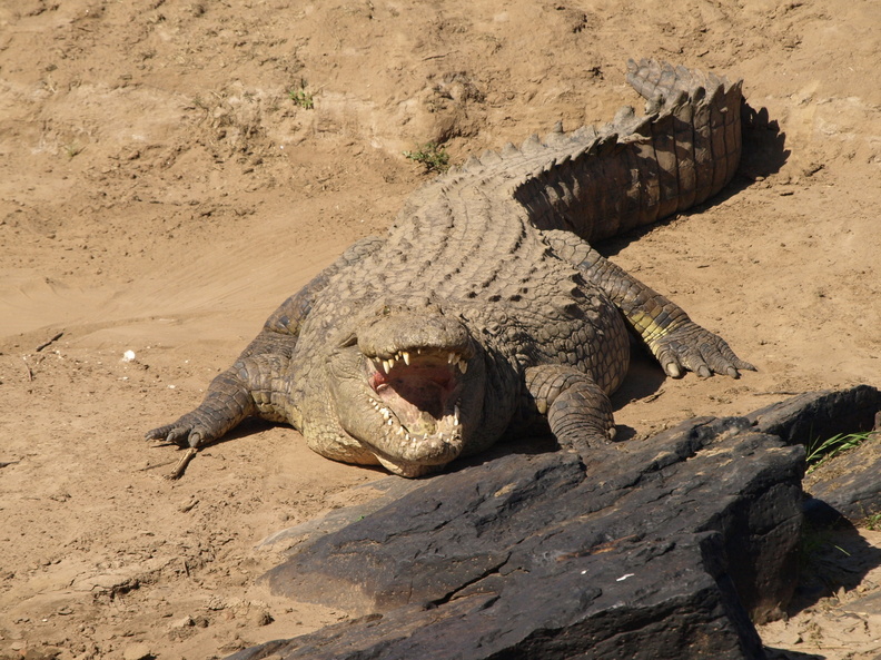 Crocodylus_niloticus_Nilkrokodille_28012011_Masai_Mara_Nationalpark_Kenya_118.JPG