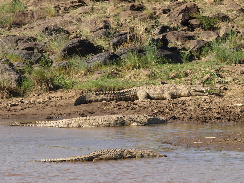Crocodylus_niloticus_Nilkrokodille_28012011_Masai_Mara_Nationalpark_Kenya_132.JPG