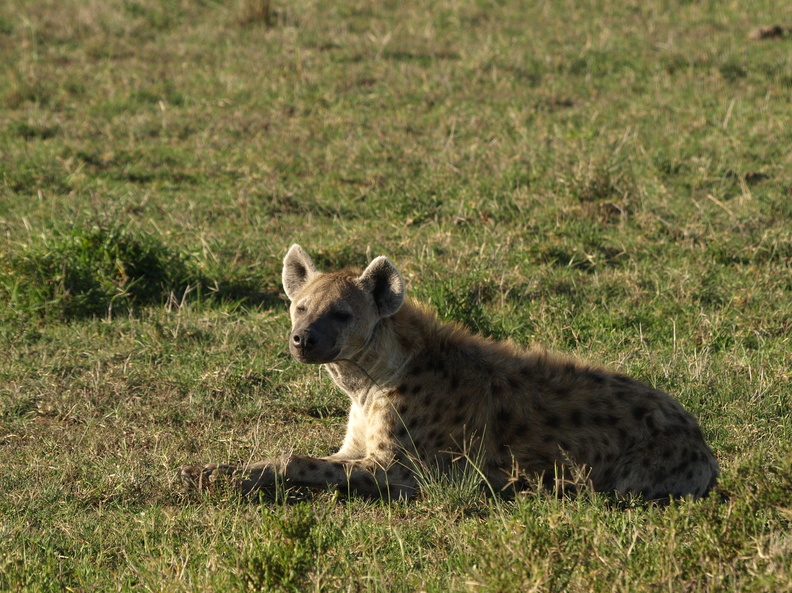 Crocuta_crocuta_Spotted_Hyaena__Plettet_Hyaene_28012011_Masai_Mara_Nationalpark_Kenya_377.JPG