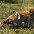 Crocuta_crocuta_Spotted_Hyaena__Plettet_Hyaene_28012011_Masai_Mara_Nationalpark_Kenya_378.JPG