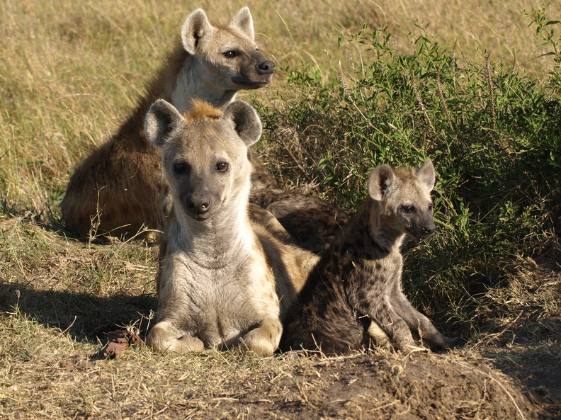 Crocuta_crocuta_Spotted_Hyaena__Plettet_Hyaene_29012011_Masai_Mara_Nationalpark_Kenya_420.JPG