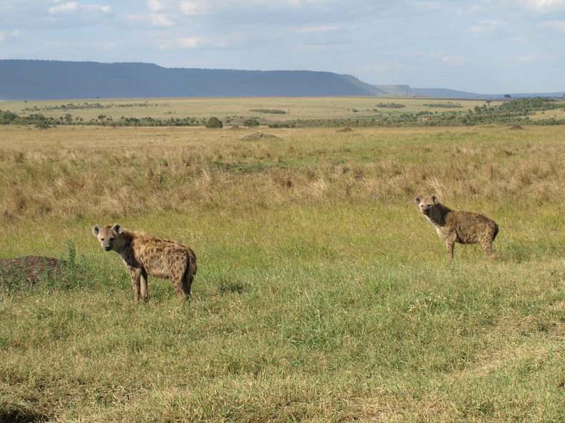 Crocuta_crocuta_Spotted_Hyaena__Plettet_Hyaene_29012011_Masai_Mara_Nationalpark_Kenya_446.JPG