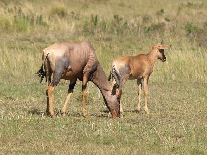 Damaliscus_lunatus_Topi_29012011_Masai_Mara_Nationalpark_Kenya_585.JPG