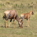 Damaliscus_lunatus_Topi_29012011_Masai_Mara_Nationalpark_Kenya_585.JPG