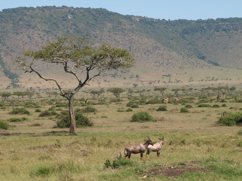 Damaliscus_lunatus_Topi_29012011_Masai_Mara_Nationalpark_Kenya_588.JPG