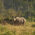 Diceros bicornis (Black/Browse Rhinoceros, Sort/Spidssnudet Næsehorn)