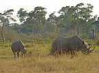 Diceros bicornis (Black/Browse Rhinoceros, Sort/Spidssnudet Næsehorn)