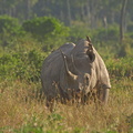 Diceros_bicornis_Black_Browse_Rhinoceros__Sort_Spidssnudet_Naesehorn_30012011_Masai_Mara_Nationalpark_Kenya_708.JPG
