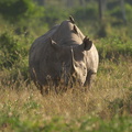 Diceros_bicornis_Black_Browse_Rhinoceros__Sort_Spidssnudet_Naesehorn_30012011_Masai_Mara_Nationalpark_Kenya_710.JPG