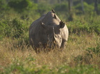 Diceros bicornis (Black Rhinoceros, Sort/Spidssnudet Næsehorn)