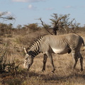 Equus_grevyi_Grevy_s_Zebra_01222011_Samburu_nationalpark_Kenya_008.JPG